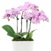 pink orchid