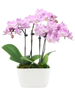 pink orchid