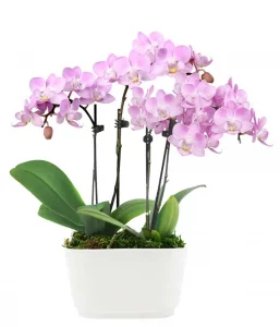 pink orchid