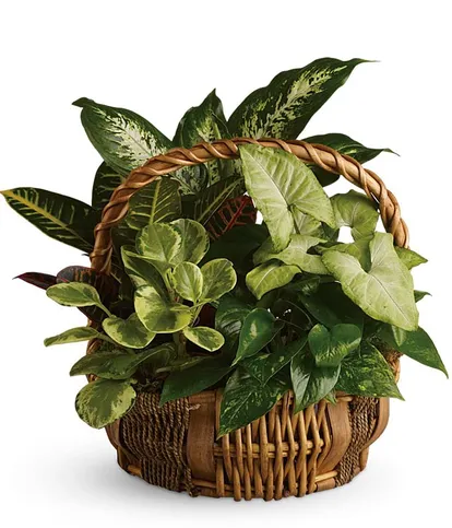The Emerald Garden Basket features green houseplants arranged in a woven handled basket. A lasting plant gift for sympathy, men, coworkers, home, office, or thoughtful everyday occasions.
