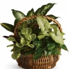 Emerald Garden Basket with green houseplants in a woven handled basket