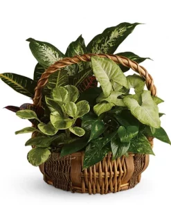 Emerald Garden Basket with green houseplants in a woven handled basket