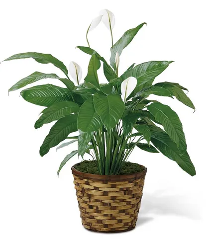 Peace Lily Plant sympathy gift with white blooms in a round woven container
