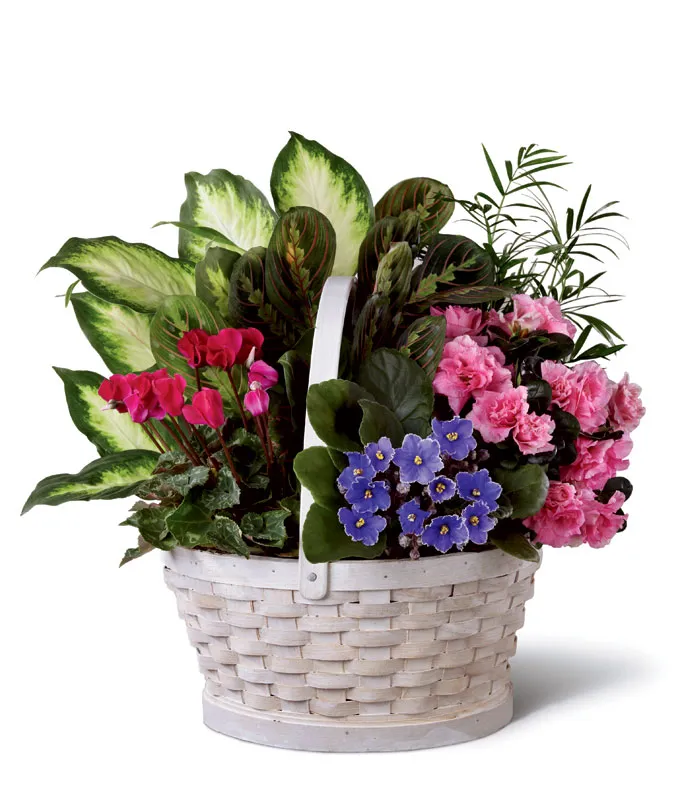 Peaceful Garden Planter sympathy gift with African violets, hot pink cyclamen, pink azalea, green plants, and white woven basket