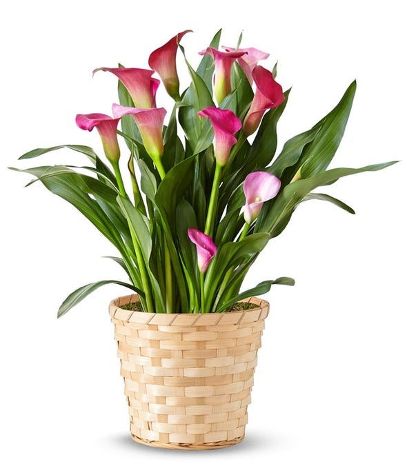 Send a sweet and graceful message with this stunning Pink Calla Lily plant in a woven basket — perfect for celebrating or comforting someone you care about.