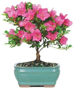 Delight someone special with this handcrafted pink azalea bonsai tree, a stunning gift of beauty and grace. Perfect for birthdays, sympathy, or just because.