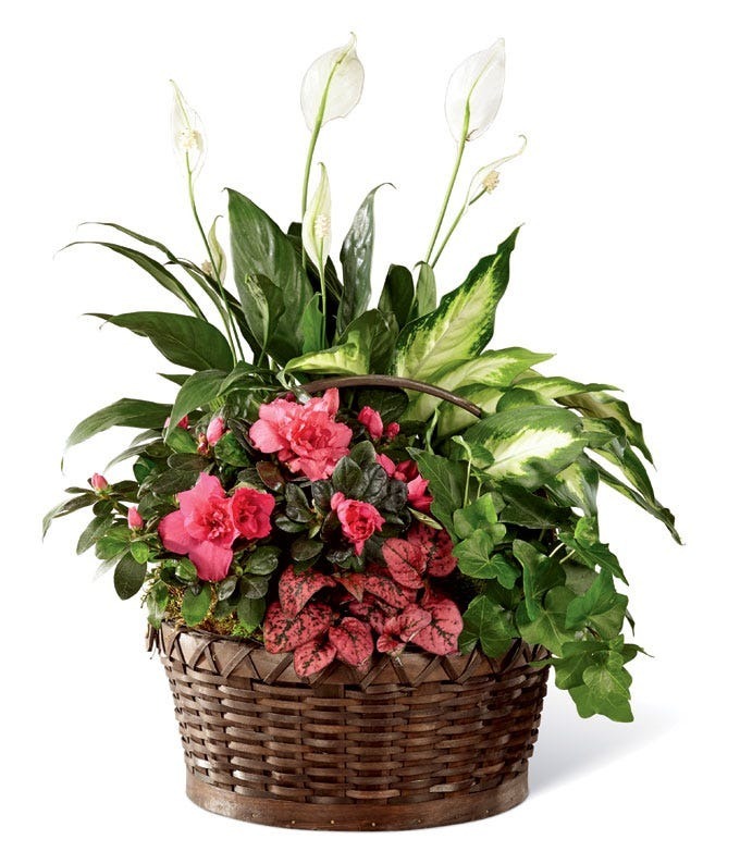 Offer lasting comfort with this blooming sympathy dish garden. Featuring a pink azalea, peace lily, ivy, and fittonia, this lush basket brings light and beauty to any home in memory of a loved one.