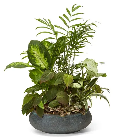 Premium sympathy dish garden with assorted green houseplants in a keepsake container