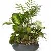 Premium sympathy dish garden with assorted green houseplants in a keepsake container