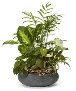 Premium sympathy dish garden with assorted green houseplants in a keepsake container