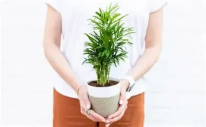 Sending sympathy plants to comfort a grieving family with peace lilies and green memorial plants