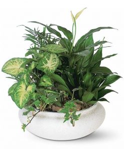 A peaceful dish garden filled with lush green plants, perfect for bringing comfort, calm, and beauty to any space. Includes a personal message for a thoughtful touch.